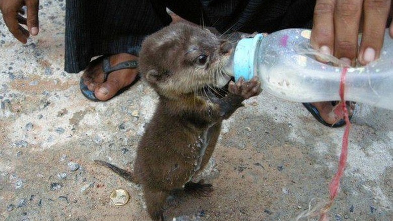 baby otter