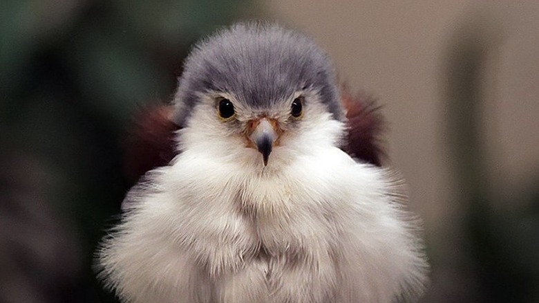 baby falcon