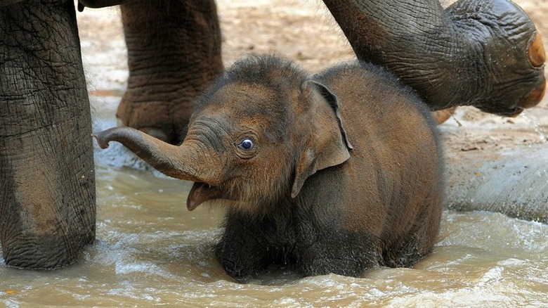 baby elephant