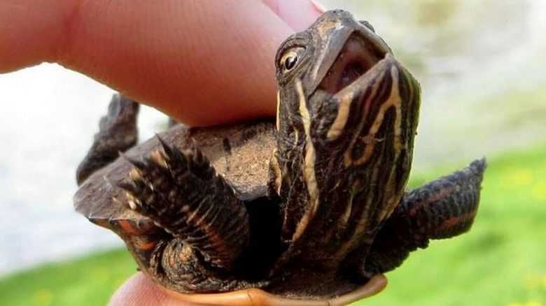 baby turtle
