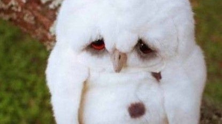sad baby owl