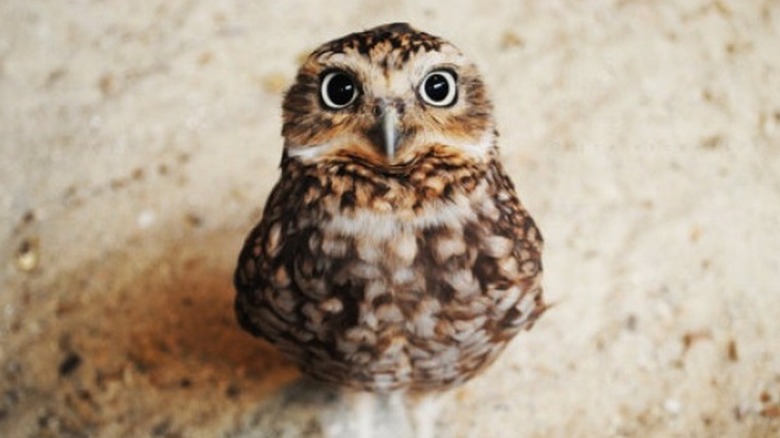 owl with big eyes