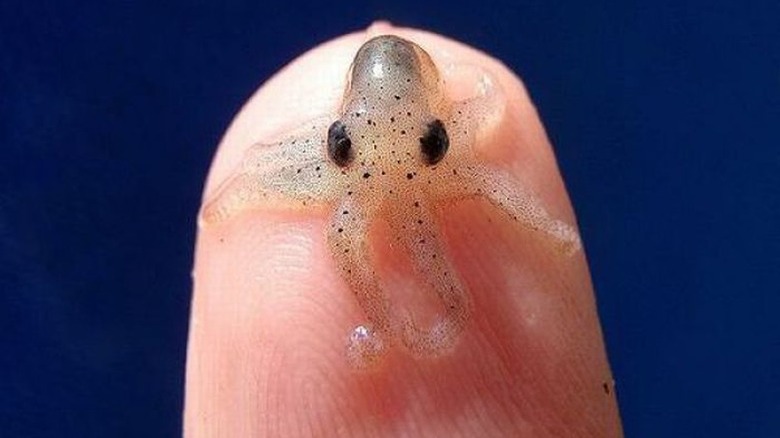 baby octopus on man's finger for scale