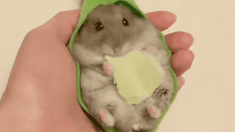 baby hamster eating snack