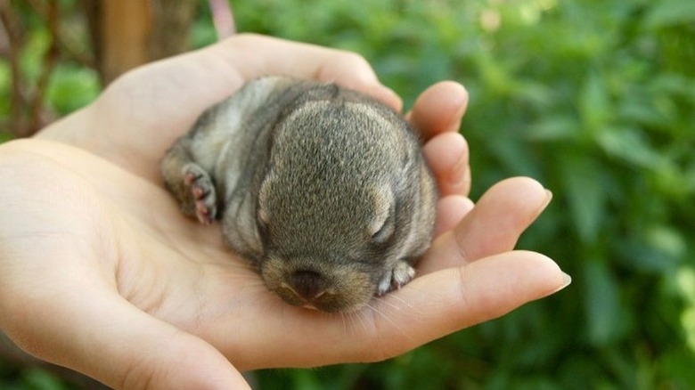 baby beaver