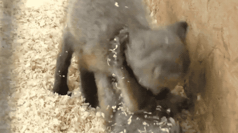 baby foxes wrestling