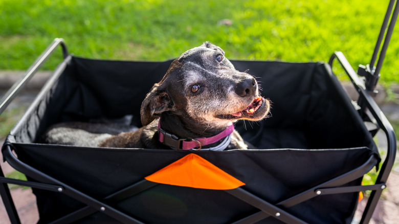 Happy senior dog lying in wagon outside