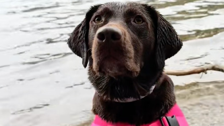 Asia the chocolate Lab with wet fur after swimming