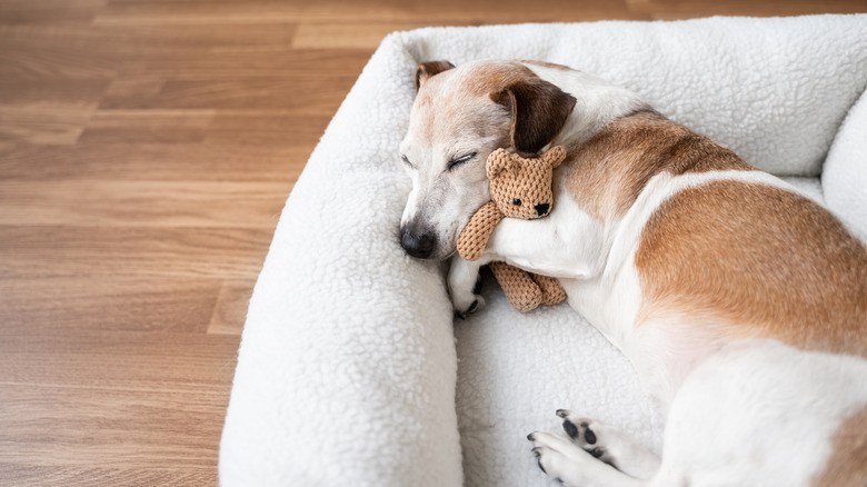 Jack Russel terrier napping with small stuffed animal