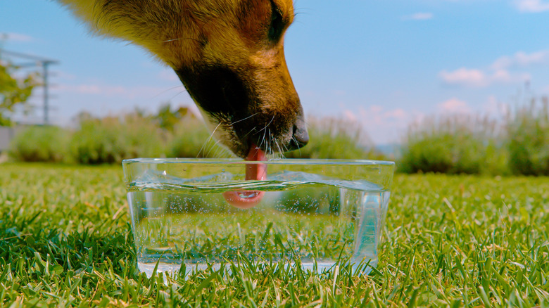 Dog drinking from glass bowl outside