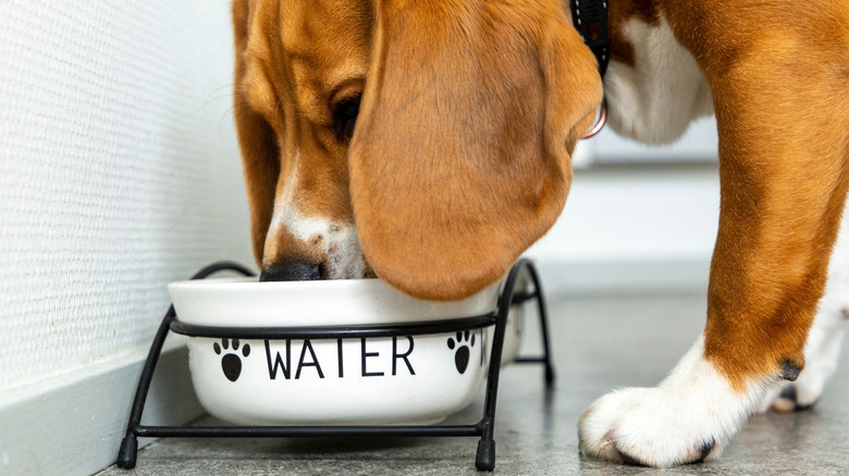 Beagle drinking from water dish
