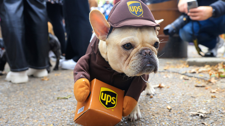 A dog dressed up as a UPS delivery driver for Halloween.