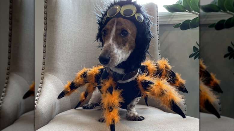 A dog dressed up as spider for Halloween.