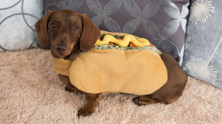 A dachshund dressed up as a hot dog.