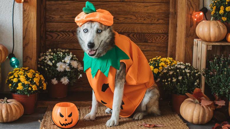 A dog dressed up as a pumpkin for Halloween.