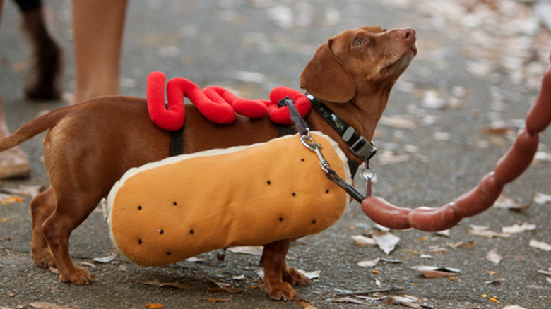 A dog dressed up as a hot dog during the fall season.