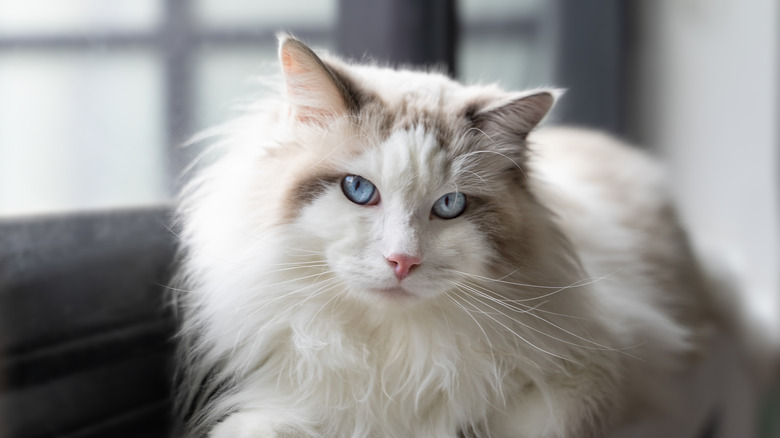 Relaxing ragdoll cat.
