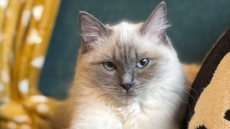 Ragdoll cat stares ahead while laying on a green couch beside a tan and brown pillow.