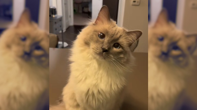 Ragdoll cat tilts head to the side.