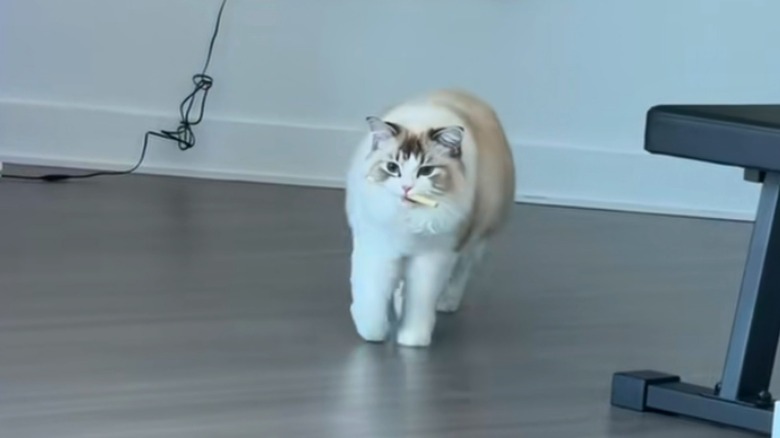 Ragdoll cat with treat in its mouth walks ahead in front of a white wall.