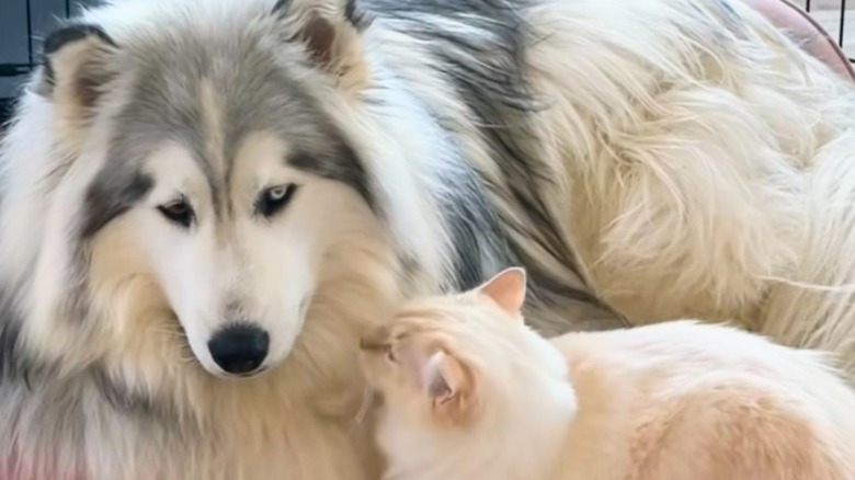 Husky and ragdoll cat cuddle in a pink dog bed.