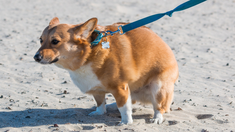 A Corgi outside squatting to potty