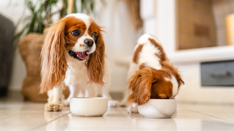Two Cavalier King Charles spaniels eating side by side