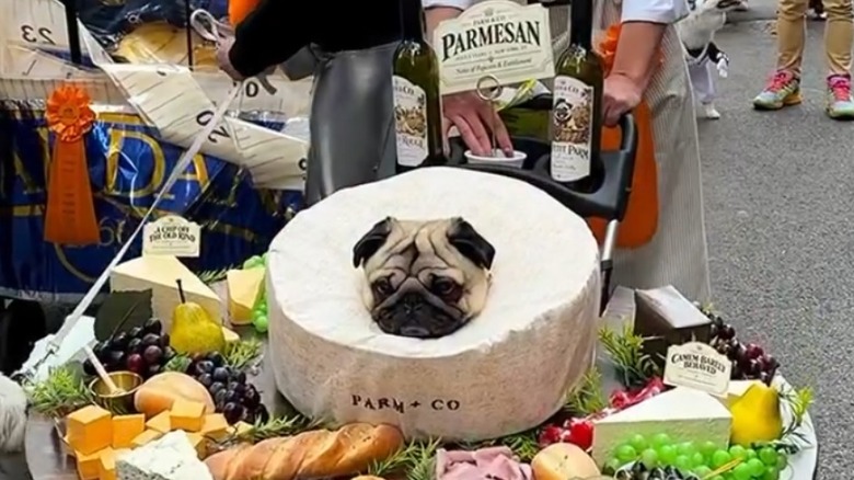 Pug dressed as a wheel of parmesan on a charcuterie board.