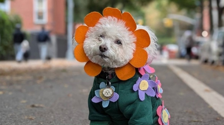Maltipoo wears orange flower-shaped headpiece with green sweater with flowers all over it while siting outside on asphalt.