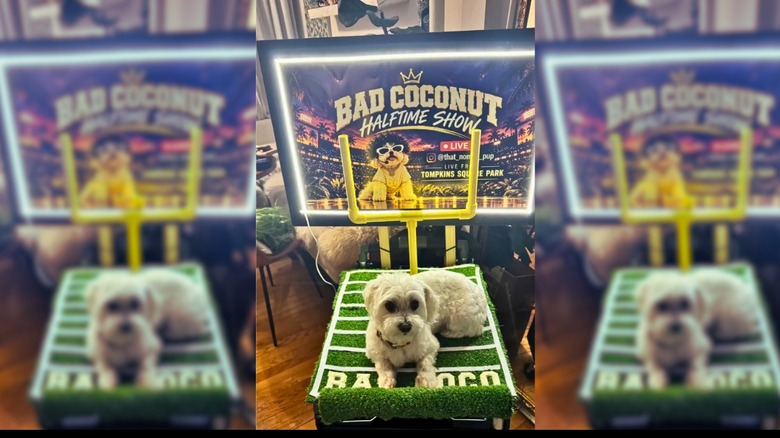 Maltese dressed in wig in a white jersey on top of a homemade redesign of the 2026 Bad Bunny Super Bowl performance.