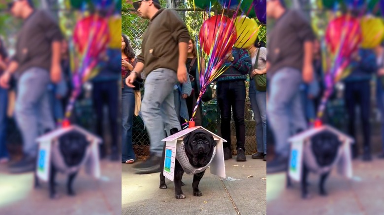 Pug dressed as a house with balloons attached to it.