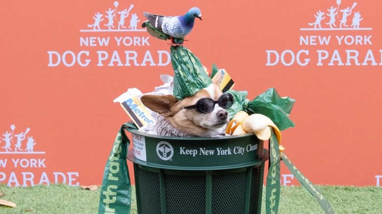 Dog dressed as a pile of trash inside a New York City trash can.