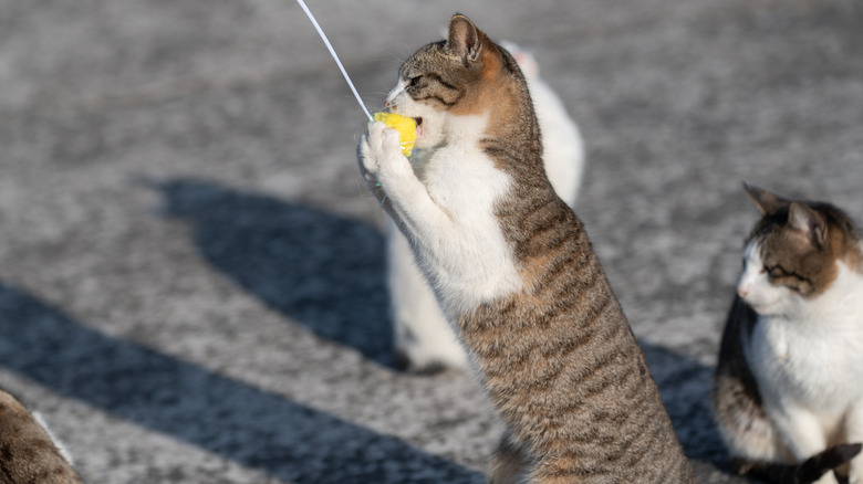 Cat playing with toy outdoors