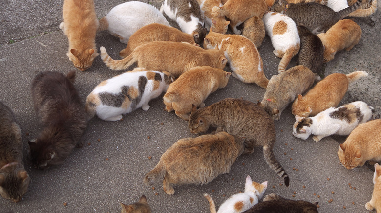 Cats eating on Aoshima, cat island in Japan