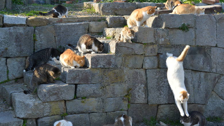 Cats lying on stone steps on cat island, Aoshima, in Japan