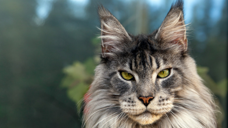 Close-up of a Maine coon cat