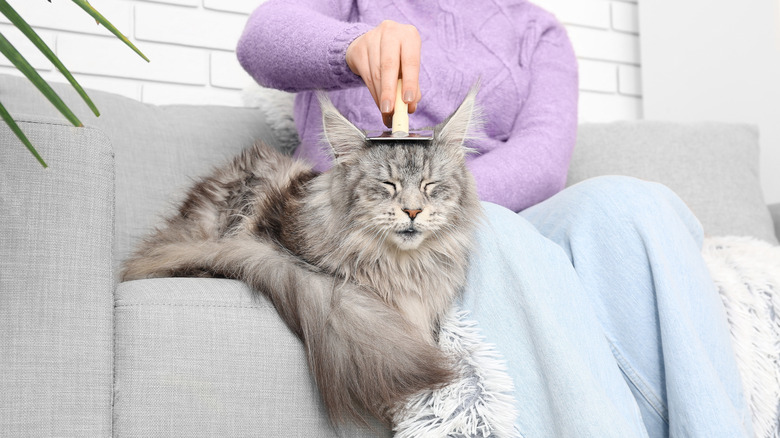 Maine coon cat getting brushed on the couch