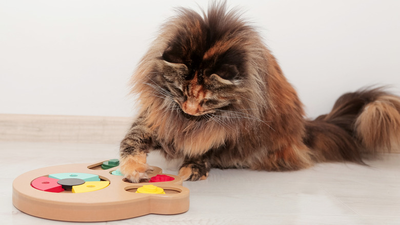 Tortoiseshell Maine coon cat playing with a puzzle toy