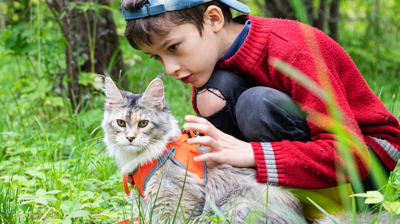 Boy outdoors with a Maine coon cat wearing a harness