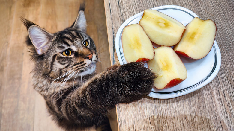 Maine coon cat trying to steal cut apples from the counter
