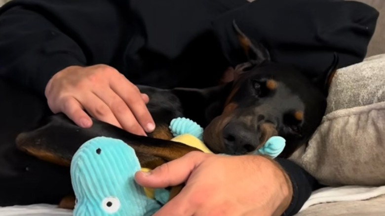Doberman holds blue and yellow dinosaur stuffed animal as man in black hoodie snuggled it on a couch.
