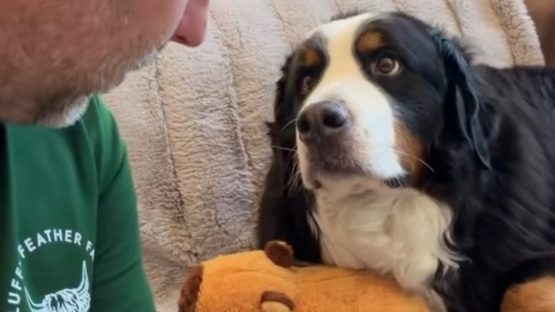 Bernese mountain dog holding capybara plushie stars at man slightly off camera in a green shirt.