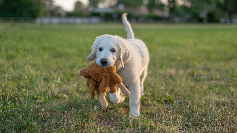 A small white golden retriever puppy walking with his stuffed animal.