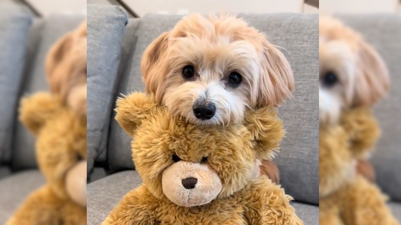 Maltipoo holds teddy bear in its mouth while sitting on a grey couch.