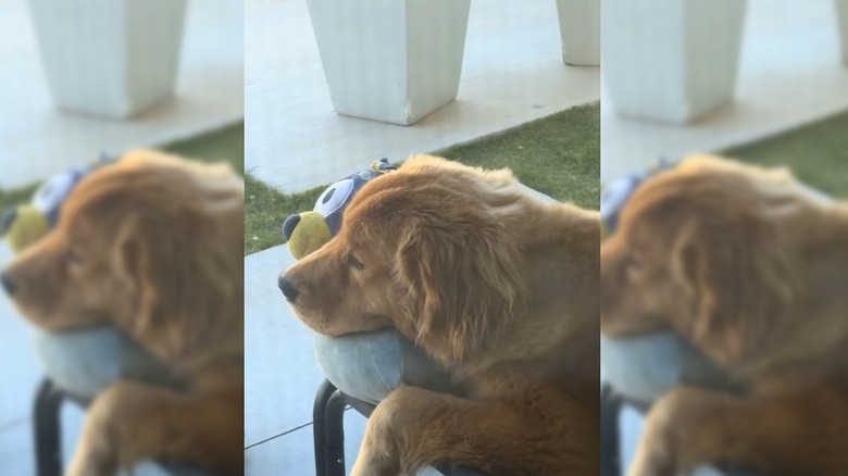 Golden retriever snuggling Bluey stuffed toy outside.