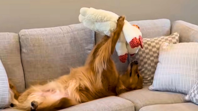 Golden retriever on a khaki couch holds up a white and red Lambchop toy while laying on its back.