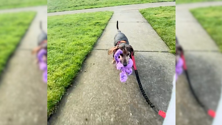 Leashed dachshund walks on pavement while holding a purple plush toy in its mouth.