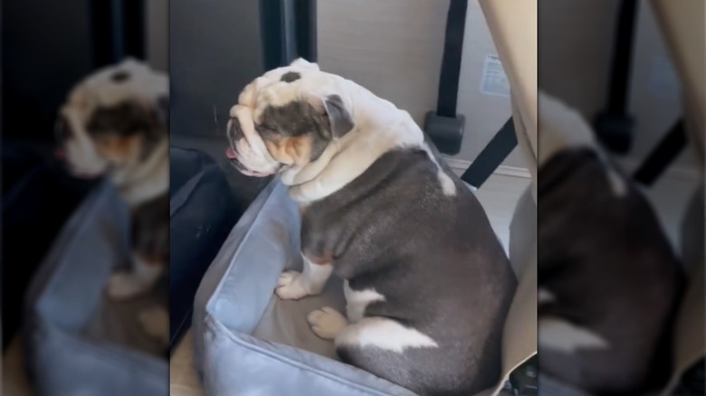 A small bulldog sitting on a pillow.