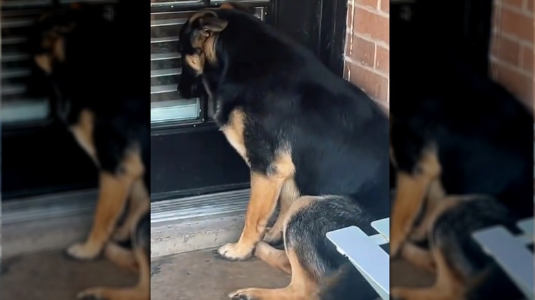 A man kneeling over a dog outdoors.