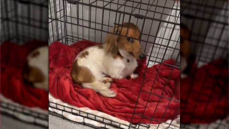 A dachshund sitting in a metal kennel.